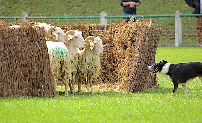 REMARQUABLE - Jill décroche le titre au 50e championnat de chiens de berger
